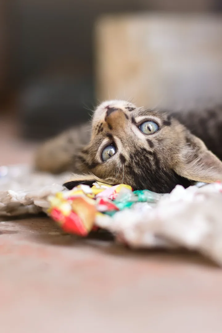 Un chaton accompagné par sa famille